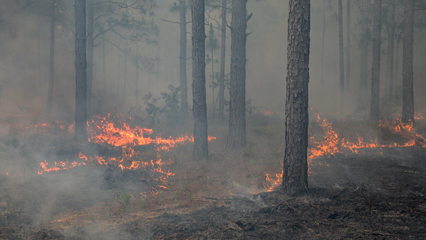 Wild Firegrid.jpg